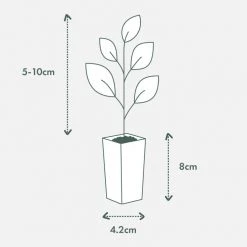 Shrubs Grevillea Orange Marmalade