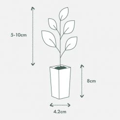 Indoor Garden Syngonium Pixie Mini Syngoniums