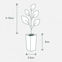 Indoor Garden Ground Covers Assorted Box Of Nerve Plants - Fittonia