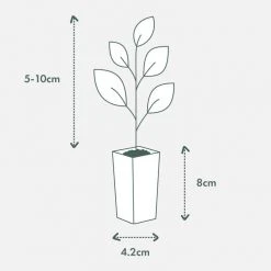 Plants In A Box The Weeping Lilly Pilly (Waterhousia Floribunda) 11 Plants In A Box The Weeping Lilly Pilly (Waterhousia Floribunda)