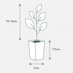 Shrubs Gardenia Augusta Forever More (2m Tall)