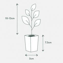 Indoor Garden Anthurium Jambo Red 9 Indoor Garden Anthurium Jambo Red