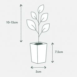 Shrubs Agapanthus Blitzza™️ Plant Pack Border Plants