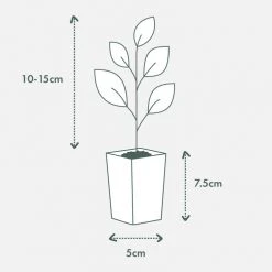 Indoor Garden Assorted Ficus Pack Plant Packs