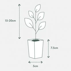 Indoor Garden Easy Care Plants The Water Propagation Box 18 Indoor Garden Easy Care Plants The Water Propagation Box