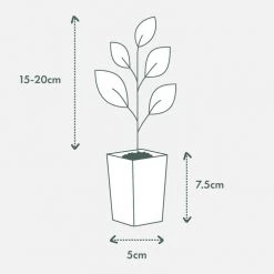 Shrubs Olive Tree - Olea Europaea Bambalina