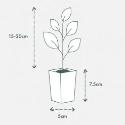 Hedge Syzygium Australe 'Select Form' Lilly Pilly Screening Pack Hedging Plants 15 Hedge Syzygium Australe 'Select Form' Lilly Pilly Screening Pack Hedging Plants