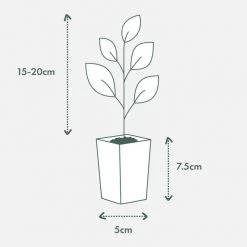 Shrubs Olive Tree - Olea Europaea Arbosana