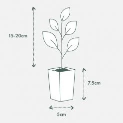 Shrubs Olea Europaea Frantoio 'Olive Tree'