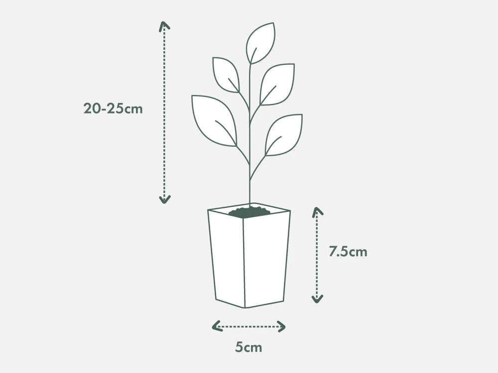 Shrubs Acronychia Imperforata 7 Shrubs Acronychia Imperforata