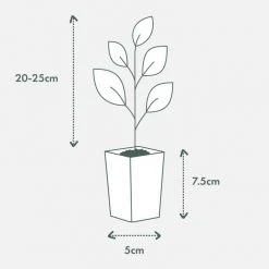 Shrubs Russelia 'Tangerine Falls' Firecracker Plant