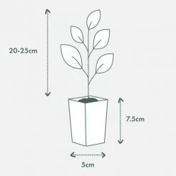 Shrubs Acronychia Imperforata Vista S