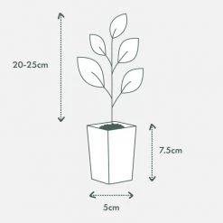 Hedge Hedging Plants Radermachera