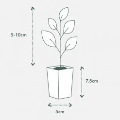 Plants In A Box Agapanthus Orientalis Silver Baby 11 Plants In A Box Agapanthus Orientalis Silver Baby