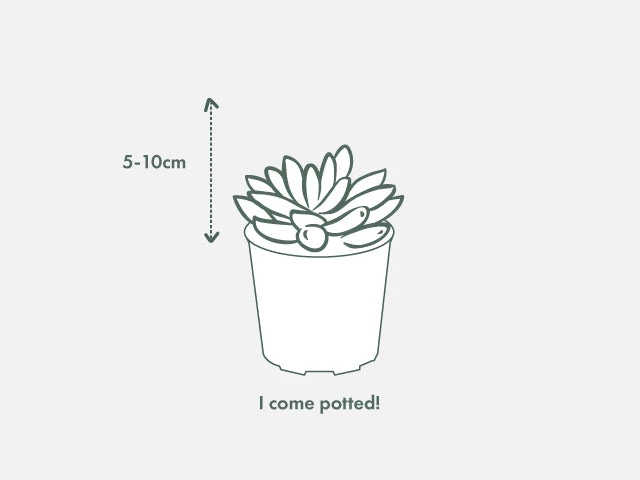 Succulents Shades Of Green Succulent Pack 6 Succulents Shades Of Green Succulent Pack