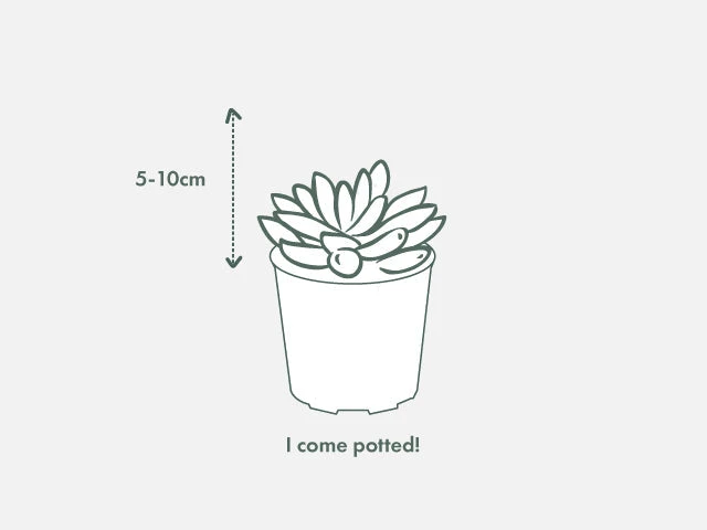 Succulents Haworthia Fasciata London Full Sun 5 Succulents Haworthia Fasciata London Full Sun