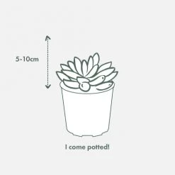 Succulents Pool Friendly Plants Assorted Succulent Box