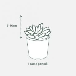 Succulents Full Sun Haworthia Fasciata Wide Band