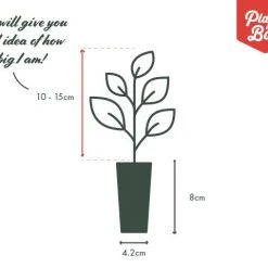 Shrubs Ficus Microcarpa Hillii Flash