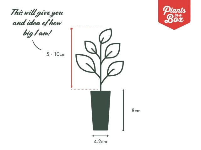 Indoor Garden Border Plants Begonia Rex Red Robin 7 Indoor Garden Border Plants Begonia Rex Red Robin