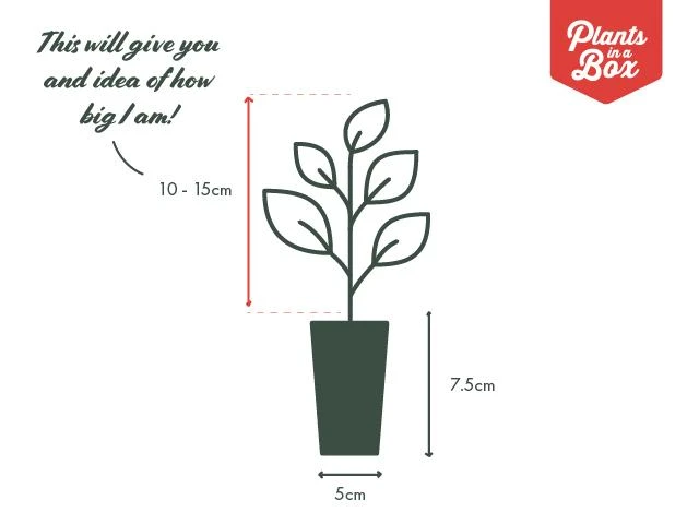 Indoor Garden Pet-friendly Indoor Plants Calathea Insignis Rattle Snake Box 9 Indoor Garden Pet-friendly Indoor Plants Calathea Insignis Rattle Snake Box