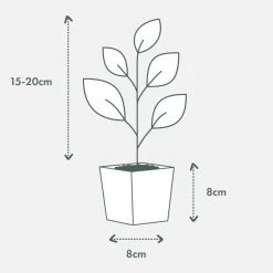 Indoor Garden Syngonium Podophyllum Bronze 85mm 9 Indoor Garden Syngonium Podophyllum Bronze 85mm