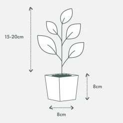 Indoor Garden Pool Friendly Plants Philodendron Little Phil™ 17 Indoor Garden Pool Friendly Plants Philodendron Little Phil™