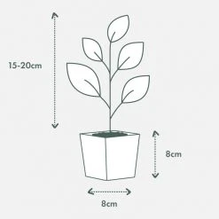 Shrubs Codiaeum Variegatum Mammy