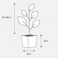 Indoor Garden Ficus Midnight Beauty