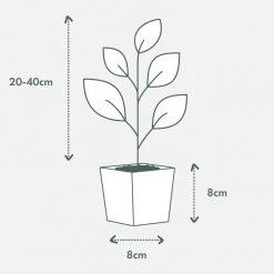 Indoor Garden Syngonium Neon - 85mm 11 Indoor Garden Syngonium Neon - 85mm