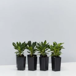 Shrubs Pittosporum Tobira Dwarf