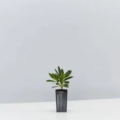 Shrubs Pittosporum Tobira Dwarf