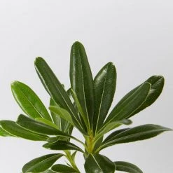 Shrubs Pittosporum Tobira Dwarf