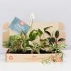 Indoor Garden Easy Care Plants Assorted Pack Of Houseplants ???? *Pick Your Own