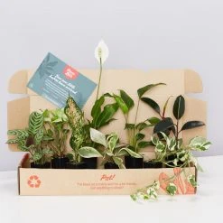 Indoor Garden Easy Care Plants Assorted Pack Of Houseplants ???? *Pick Your Own