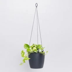 Indoor Garden Self-Watering Eco ♻️ Hanging Planter - Pot + Plant + Soil Office & Home Office