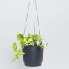 Indoor Garden Self-Watering Eco ♻️ Hanging Planter - Pot + Plant + Soil Office & Home Office