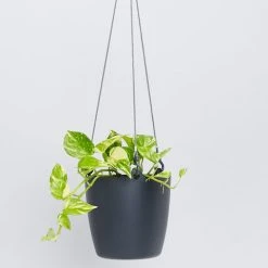 Indoor Garden Self-Watering Eco ♻️ Hanging Planter - Pot + Plant + Soil Office & Home Office