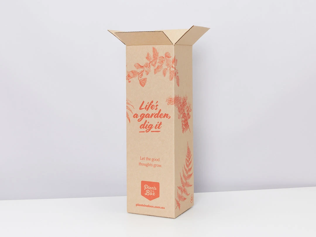 Pot + Plant Gift Box Monstera Deliciosa Tauerii - Pot + Plant + Soil Birthday 15 Pot + Plant Gift Box Monstera Deliciosa Tauerii - Pot + Plant + Soil Birthday