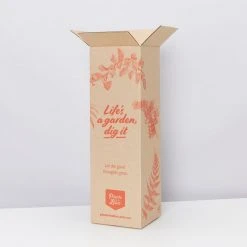 Pot + Plant Gift Box Syngonium Confetti ???? - Pot + Plant + Soil Syngoniums