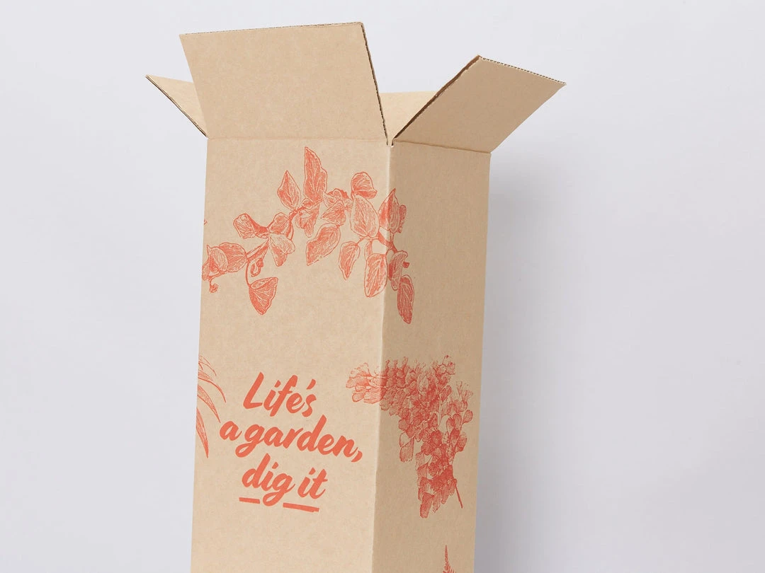 Pot + Plant Gift Box Monstera Taurii +Pot + Plant + Soil + Arch Stakes 8 Pot + Plant Gift Box Monstera Taurii +Pot + Plant + Soil + Arch Stakes