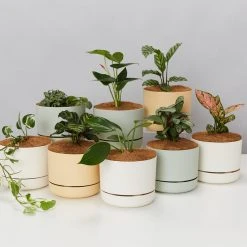 Indoor Garden 8 Bundle Box ???? - Includes Plants,Pots & Soil