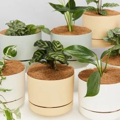 Indoor Garden Easy Care Plants 6 Bundle Box ???? - Includes Plants, Pots & Soil