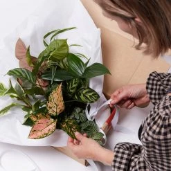 Indoor Garden Plant Packs A Giftbox Of Houseplants???? - Includes Gift Wrapping