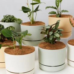 Indoor Garden Easy Care Plants Mr Kitly 4 Houseplants & 4 Pots 19 Indoor Garden Easy Care Plants Mr Kitly 4 Houseplants & 4 Pots