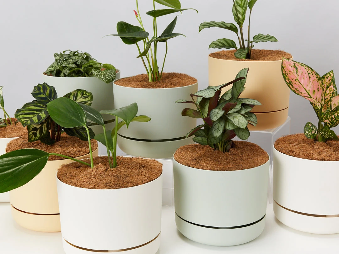 Indoor Garden Easy Care Plants Mr Kitly 4 Houseplants & 4 Pots 5 Indoor Garden Easy Care Plants Mr Kitly 4 Houseplants & 4 Pots