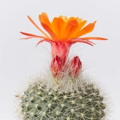 Full Sun Large Assorted Cacti Pack