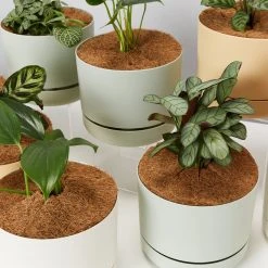 Indoor Garden Mr Kitly 8 Houseplants & 8 Pots