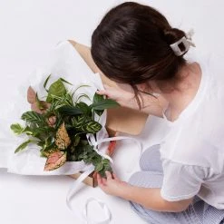 Indoor Garden Plant Packs A Giftbox Of Houseplants???? - Includes Gift Wrapping