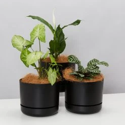 Indoor Garden Plant Packs Mr Kitly 3 Plants & 3 Pots - 250mm